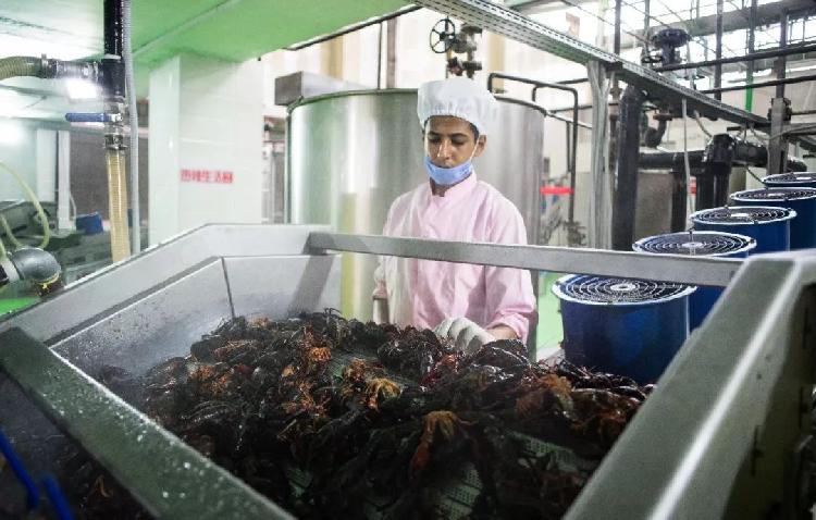 這個(gè)地方小龍蝦泛濫油炸出產(chǎn)線,直到中國人來了……
